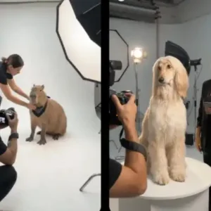 PROMPT FOTO ESTUDIO DE ANIMALES #3